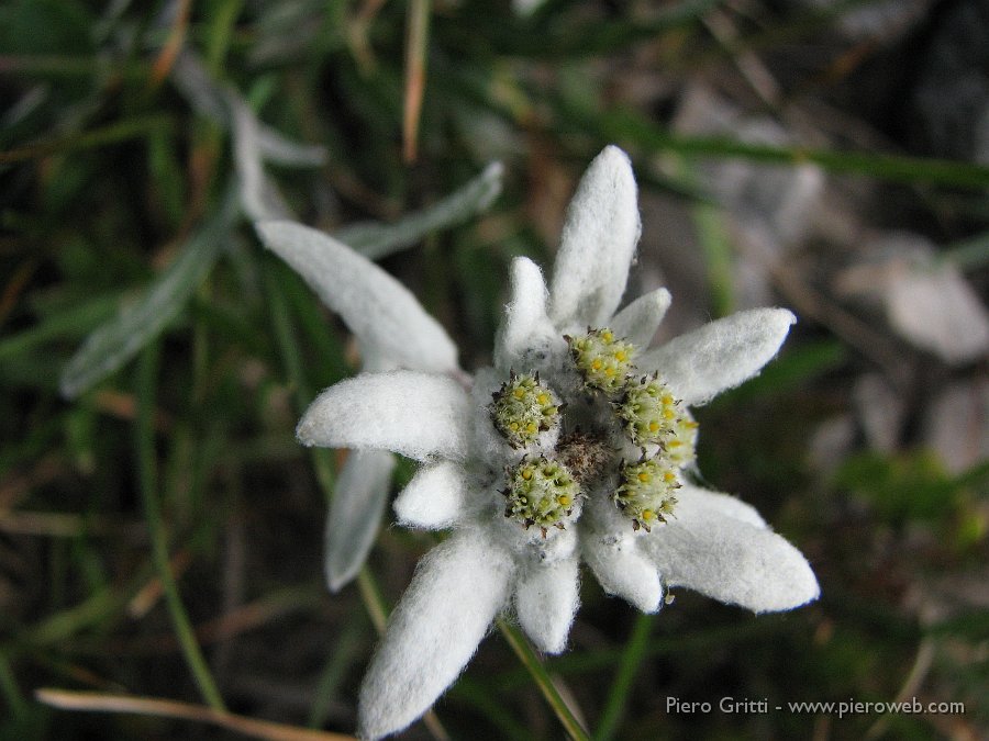 Menna3ag08 040.jpg - Tantissime stelle alpine